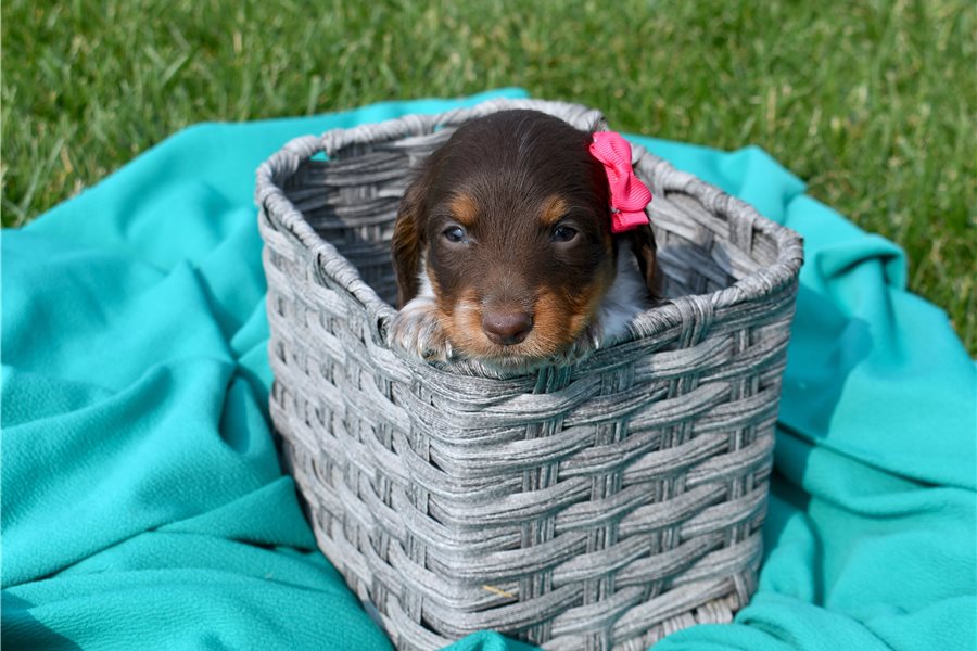 Coco-dachshund-puppy-picture-c9965255-47c5-4590-a5af-18631dae0218 Coco-dachshund-puppy-picture-c9965255-47c5-4590-a5af-18631dae0218