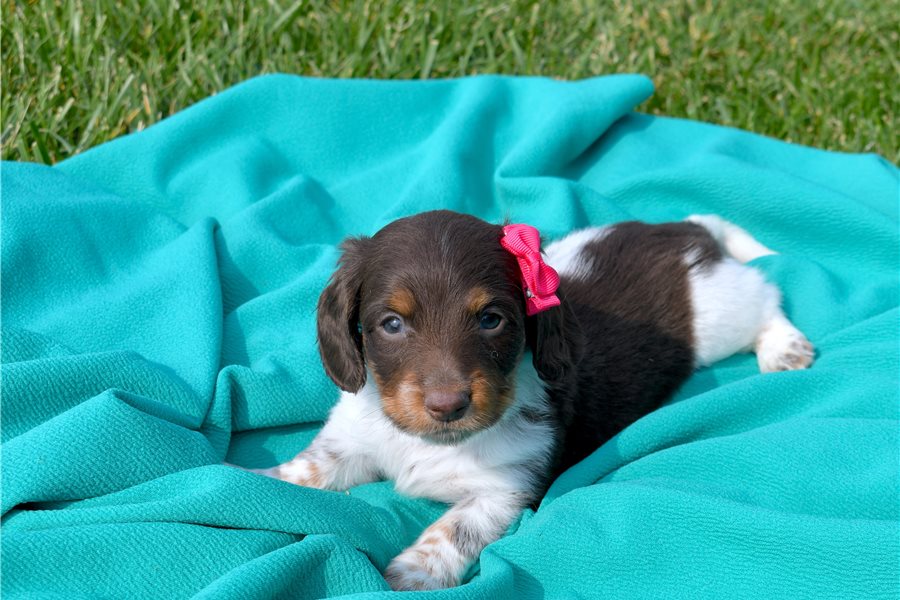 Coco-dachshund-puppy-picture-ebac5d1a-cf06-4d21-ac7b-4101fa7c333e Coco-dachshund-puppy-picture-ebac5d1a-cf06-4d21-ac7b-4101fa7c333e