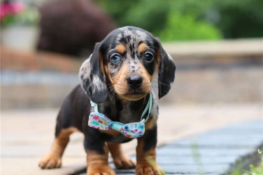 Cooper-dachshund-tweenie-puppy-picture-58761995-a031-4dc1-b1fb-207f Cooper-dachshund-tweenie-puppy-picture-58761995-a031-4dc1-b1fb-207f