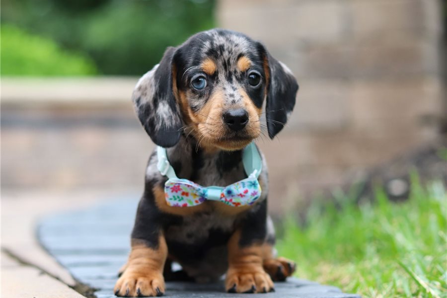 Cooper-dachshund-tweenie-puppy-picture-6fb2ccfc-8766-4b1b-a62b-254e Cooper-dachshund-tweenie-puppy-picture-6fb2ccfc-8766-4b1b-a62b-254e