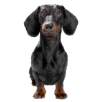 Ivory Dachshund Home
