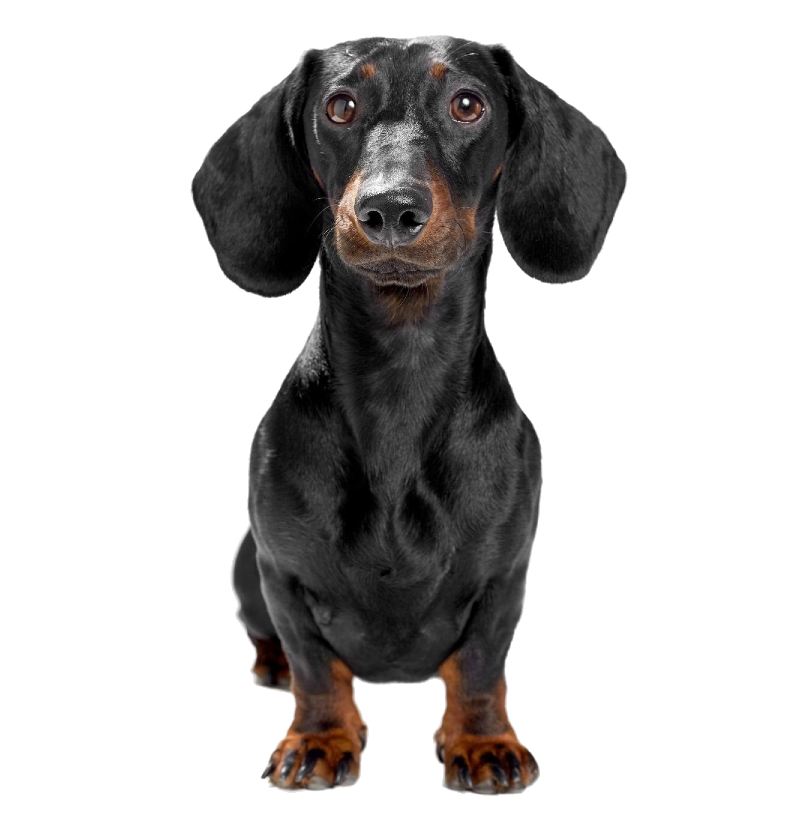Dachshund Logo