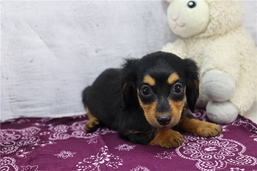 Kelly-dachshund-puppy-picture-c00cbbea-b7b6-422b-afab-f108190dae46 Kelly-dachshund-puppy-picture-c00cbbea-b7b6-422b-afab-f108190dae46