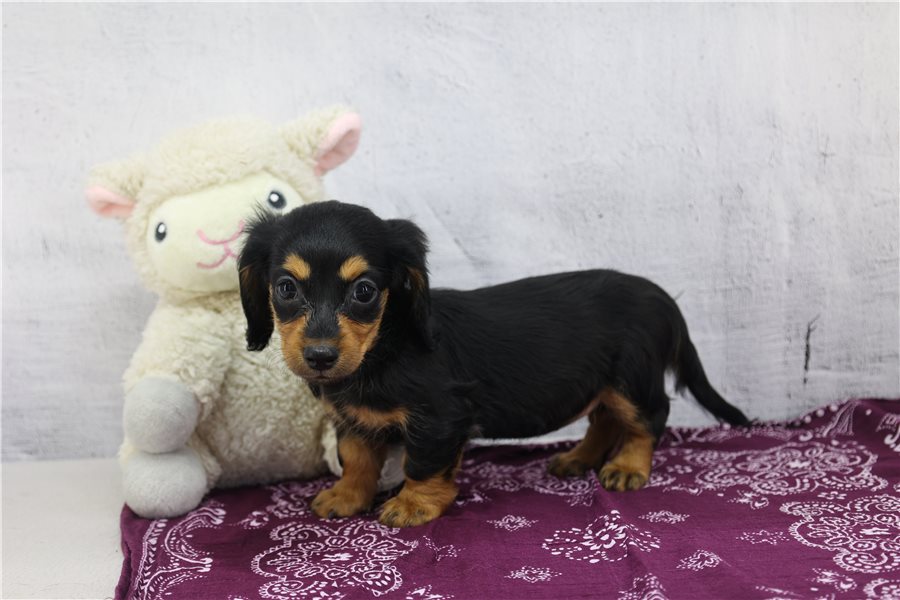 Kelly-dachshund-puppy-picture-fa1bccdc-0290-4c96-b69d-2eb4a8ba99ce Kelly-dachshund-puppy-picture-fa1bccdc-0290-4c96-b69d-2eb4a8ba99ce
