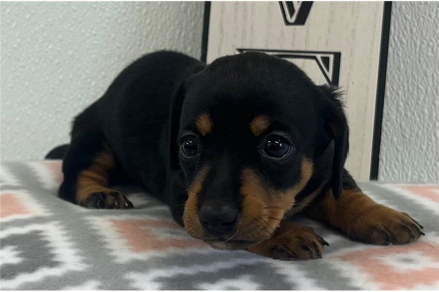 Lucy-Lucydachshund-tweenie-puppy-picture-92d8f3dd-068a-45a3-b69d-0665 Lucy-Lucydachshund-tweenie-puppy-picture-92d8f3dd-068a-45a3-b69d-0665