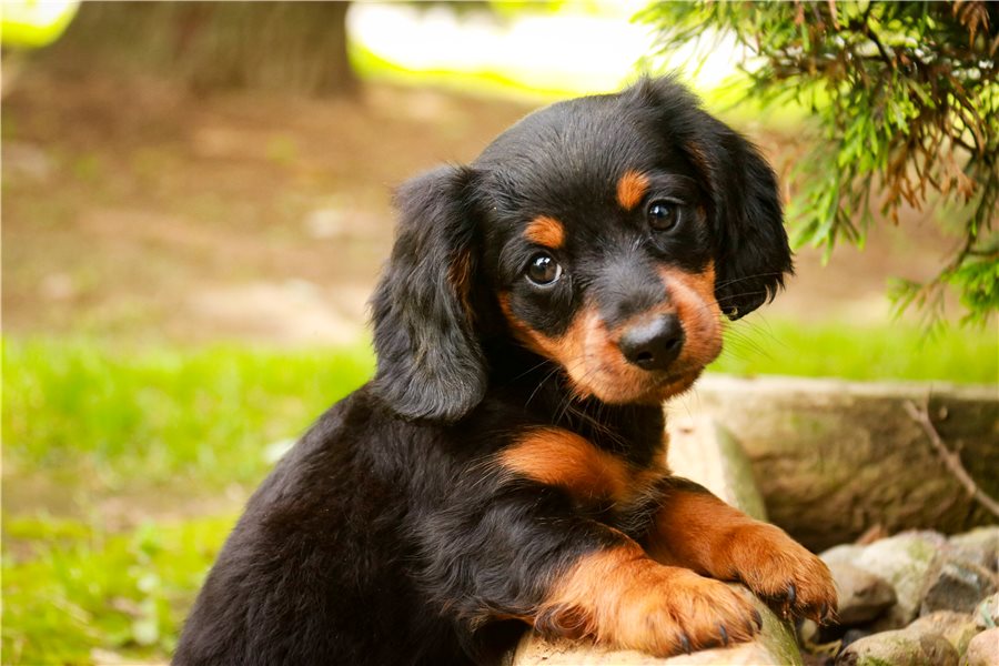 Max-dachshund-tweenie-puppy-picture-11038116-69a8-4cb7-8f87-951e Max-dachshund-tweenie-puppy-picture-11038116-69a8-4cb7-8f87-951e