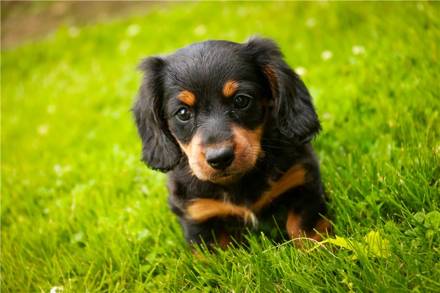 Max-dachshund-tweenie-puppy-picture-8a932ffa-c447-44af-8619-bdda Max-dachshund-tweenie-puppy-picture-8a932ffa-c447-44af-8619-bdda