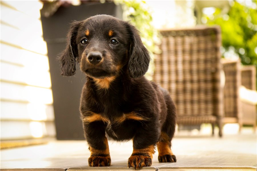 Milo-dachshund-tweenie-puppy-picture-d598eba3-8c83-48dc-a522-fe7d Milo-dachshund-tweenie-puppy-picture-d598eba3-8c83-48dc-a522-fe7d