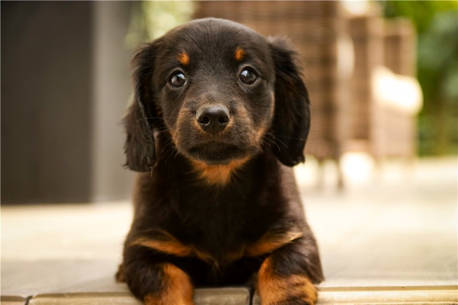 Milo-dachshund-tweenie-puppy-picture-e40a19c1-47c9-4421-80b4-d199 Milo-dachshund-tweenie-puppy-picture-e40a19c1-47c9-4421-80b4-d199