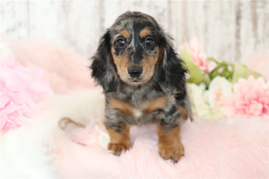 Nala-dachshund-tweenie-puppy-picture-1f8c7a8a-a55a-4fde-86a6-de1a Nala-dachshund-tweenie-puppy-picture-1f8c7a8a-a55a-4fde-86a6-de1a