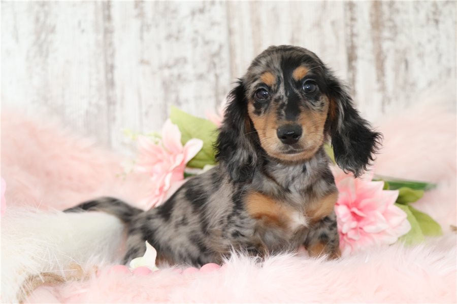 Nala-dachshund-tweenie-puppy-picture-380beefc-9c40-4f5c-b759-ba41 Nala-dachshund-tweenie-puppy-picture-380beefc-9c40-4f5c-b759-ba41