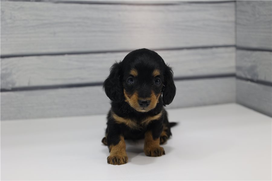 Paris-dachshund-puppy-picture-49e4aa47-0286-405e-a263-e8454e66dc60 Paris-dachshund-puppy-picture-49e4aa47-0286-405e-a263-e8454e66dc60