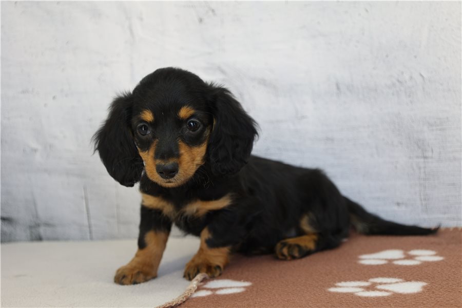 Paris-dachshund-puppy-picture-ab8746ce-e4b1-41f2-8250-4463838802cf Paris-dachshund-puppy-picture-ab8746ce-e4b1-41f2-8250-4463838802cf