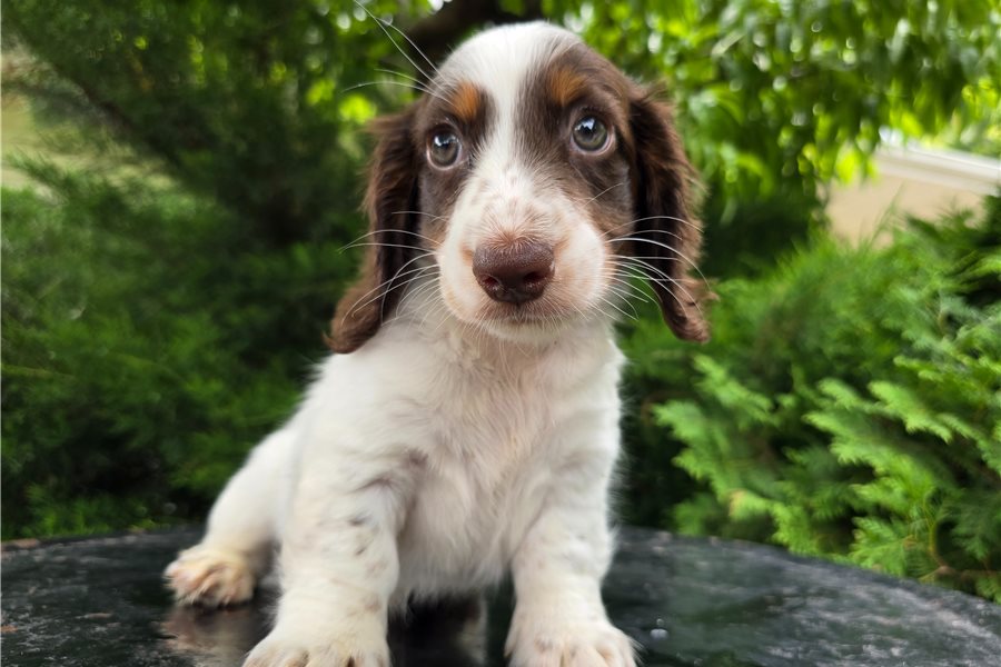 Rommy-dachshund-smooth-puppy-picture-157630ac-3511-4690-9b81-2064e Rommy-dachshund-smooth-puppy-picture-157630ac-3511-4690-9b81-2064e