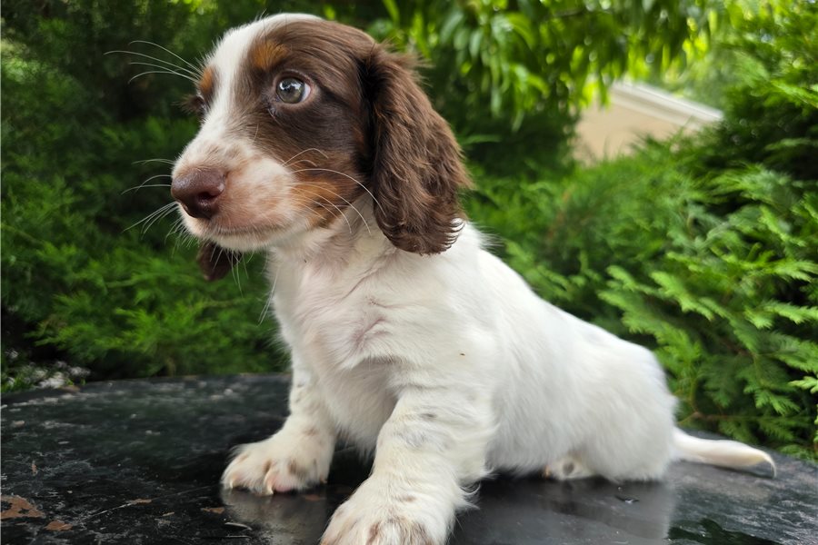 Rommy-dachshund-smooth-puppy-picture-d74b1212-9f23-4af9-98d3-1b0f6 Rommy-dachshund-smooth-puppy-picture-d74b1212-9f23-4af9-98d3-1b0f6
