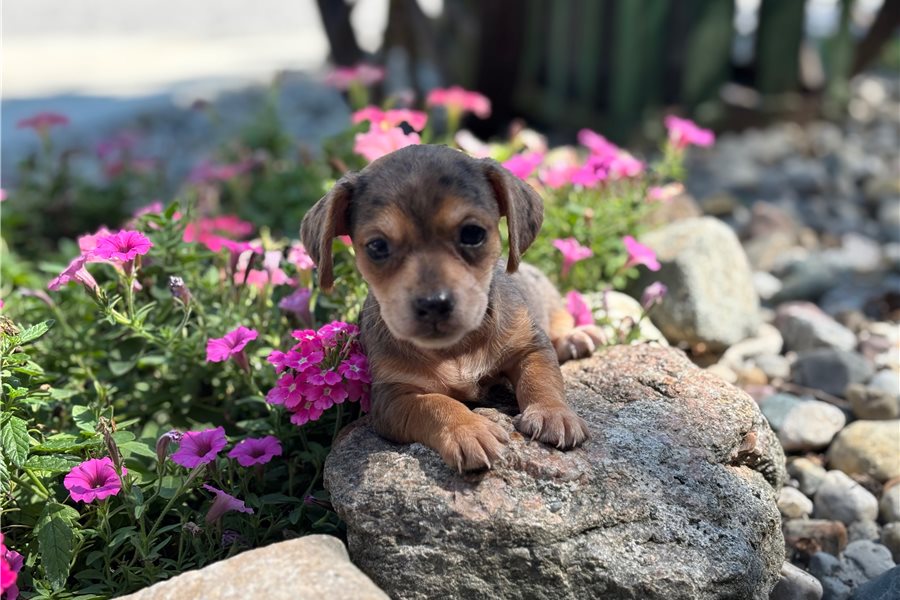 Rose-dachshund-puppy-picture-1f50ff57-7c28-4aff-8341-bd9c1c5a3d5e Rose-dachshund-puppy-picture-1f50ff57-7c28-4aff-8341-bd9c1c5a3d5e