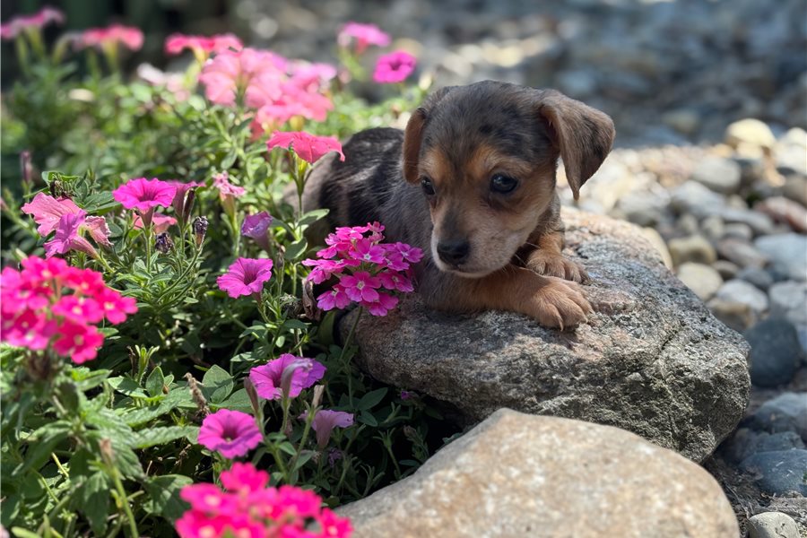 Rose-dachshund-puppy-picture-24601cf7-bdce-43ce-8031-5c82bab36ae1 Rose-dachshund-puppy-picture-24601cf7-bdce-43ce-8031-5c82bab36ae1