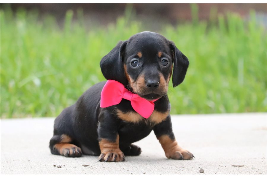 Stella-dachshund-tweenie-puppy-picture-2473c71e-c6c8-47cd-8c11-922f Stella-dachshund-tweenie-puppy-picture-2473c71e-c6c8-47cd-8c11-922f