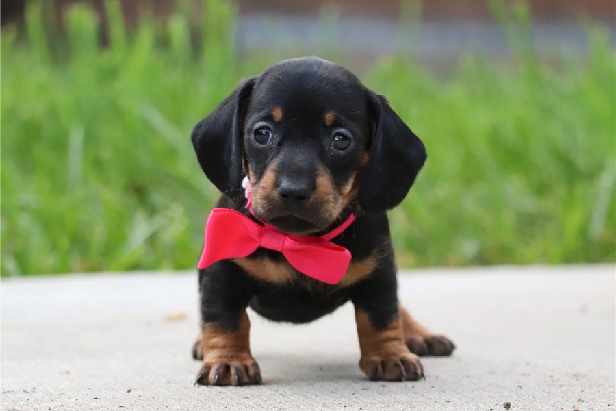 Stella-dachshund-tweenie-puppy-picture-aaf8ed5f-40c1-424d-b814-11d9 Stella-dachshund-tweenie-puppy-picture-aaf8ed5f-40c1-424d-b814-11d9