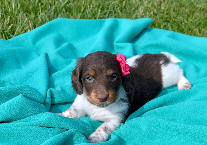 Coco-dachshund-puppy-picture-ebac5d1a-cf06-4d21-ac7b-4101fa7c333e