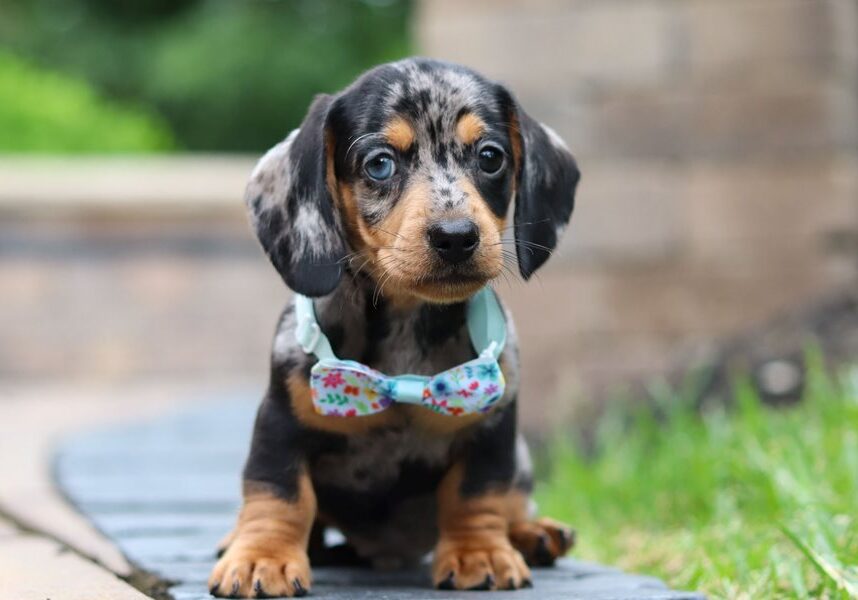 Cooper-dachshund-tweenie-puppy-picture-6fb2ccfc-8766-4b1b-a62b-254e