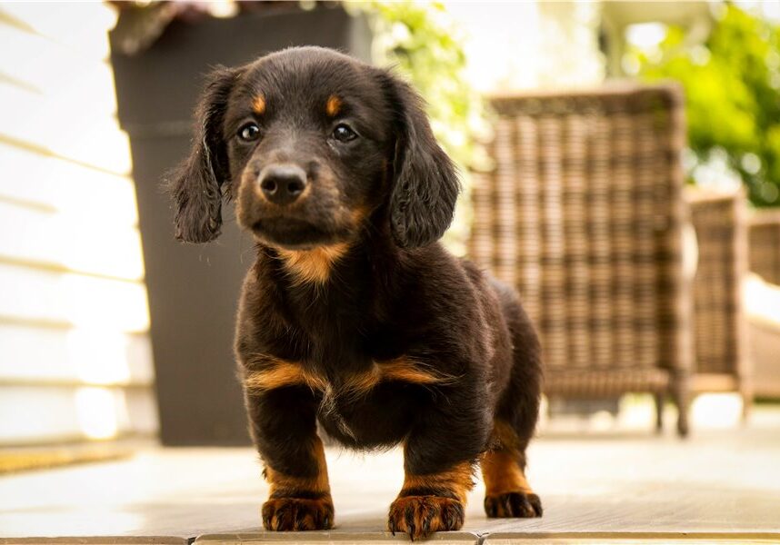 Milo-dachshund-tweenie-puppy-picture-d598eba3-8c83-48dc-a522-fe7d