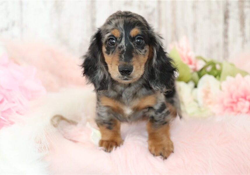 Nala-dachshund-tweenie-puppy-picture-1f8c7a8a-a55a-4fde-86a6-de1a
